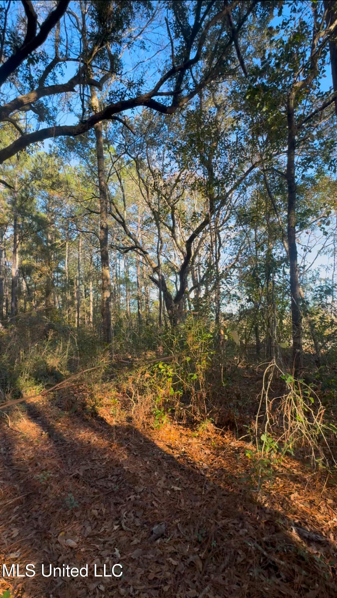 Cuevas Rd Pass Pass Christian, MS 39571 - Photo 5 of 7 CR5