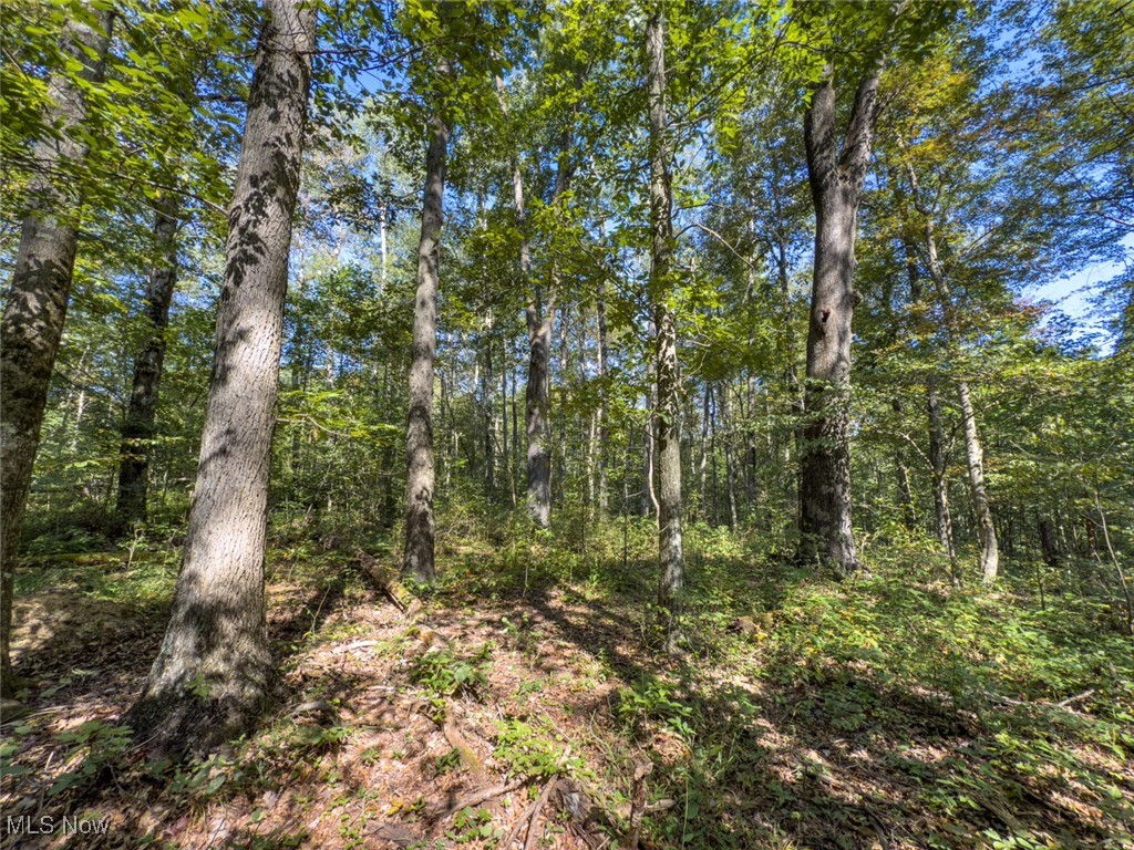 Lot 2 Shinn Road Stockport, OH 43787 - Photo 8 of 17 View of woods