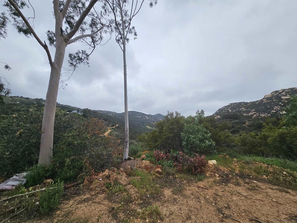 6465 Rainbow Heights Road Fallbrook, CA 92028 - Photo 12 of 36 a view of a tree in a yard