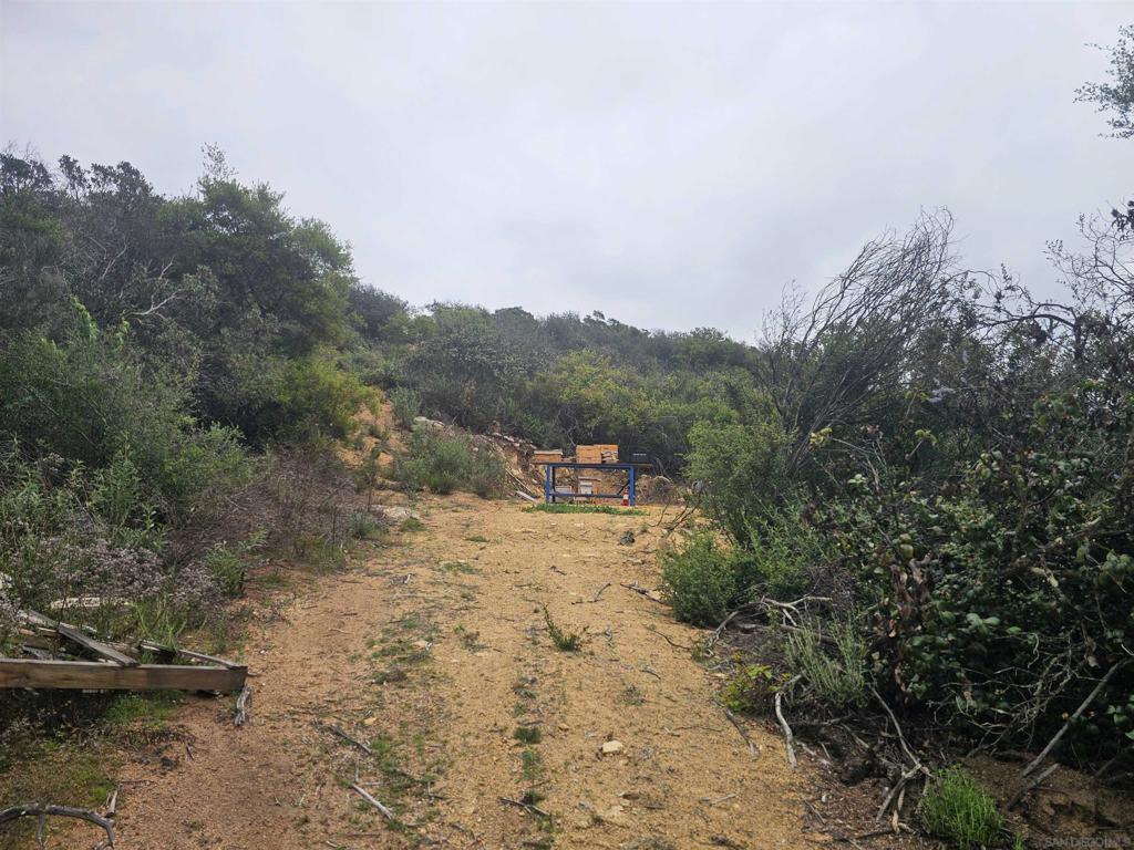 6465 Rainbow Heights Road Fallbrook, CA 92028 - Photo 8 of 36 a view of a dry yard with trees in the background