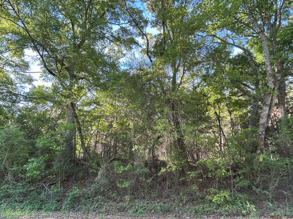 Lot 6-3 -ac Cty Road Newville, AL 36353 - Photo 13 of 24
