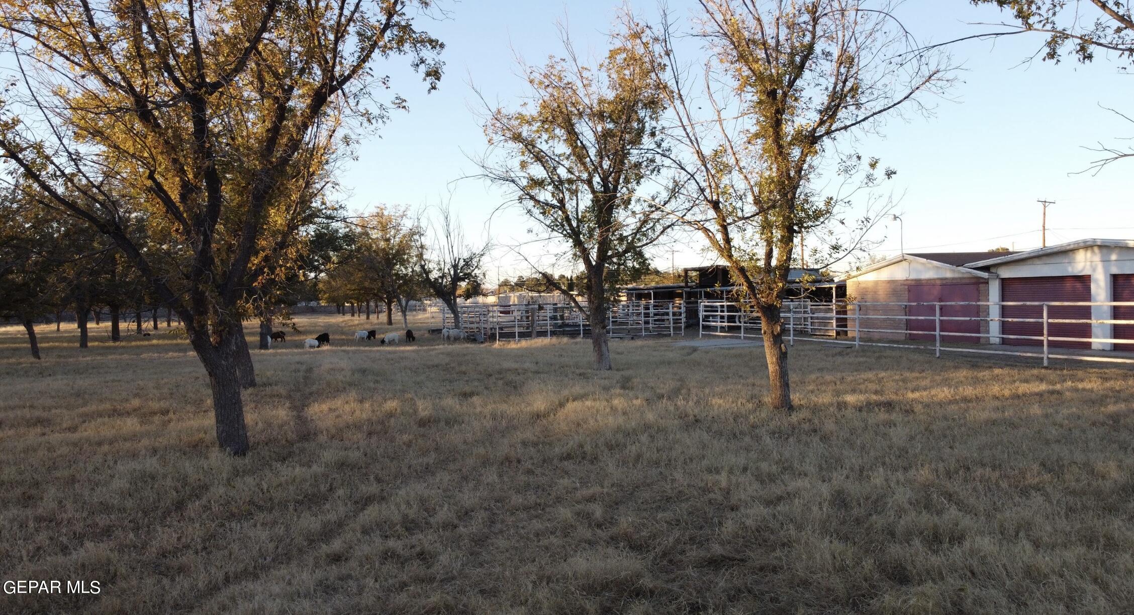 875 Le Barron Road El Paso, TX 79907 - Photo 12 of 15 a view of outdoor space with trees