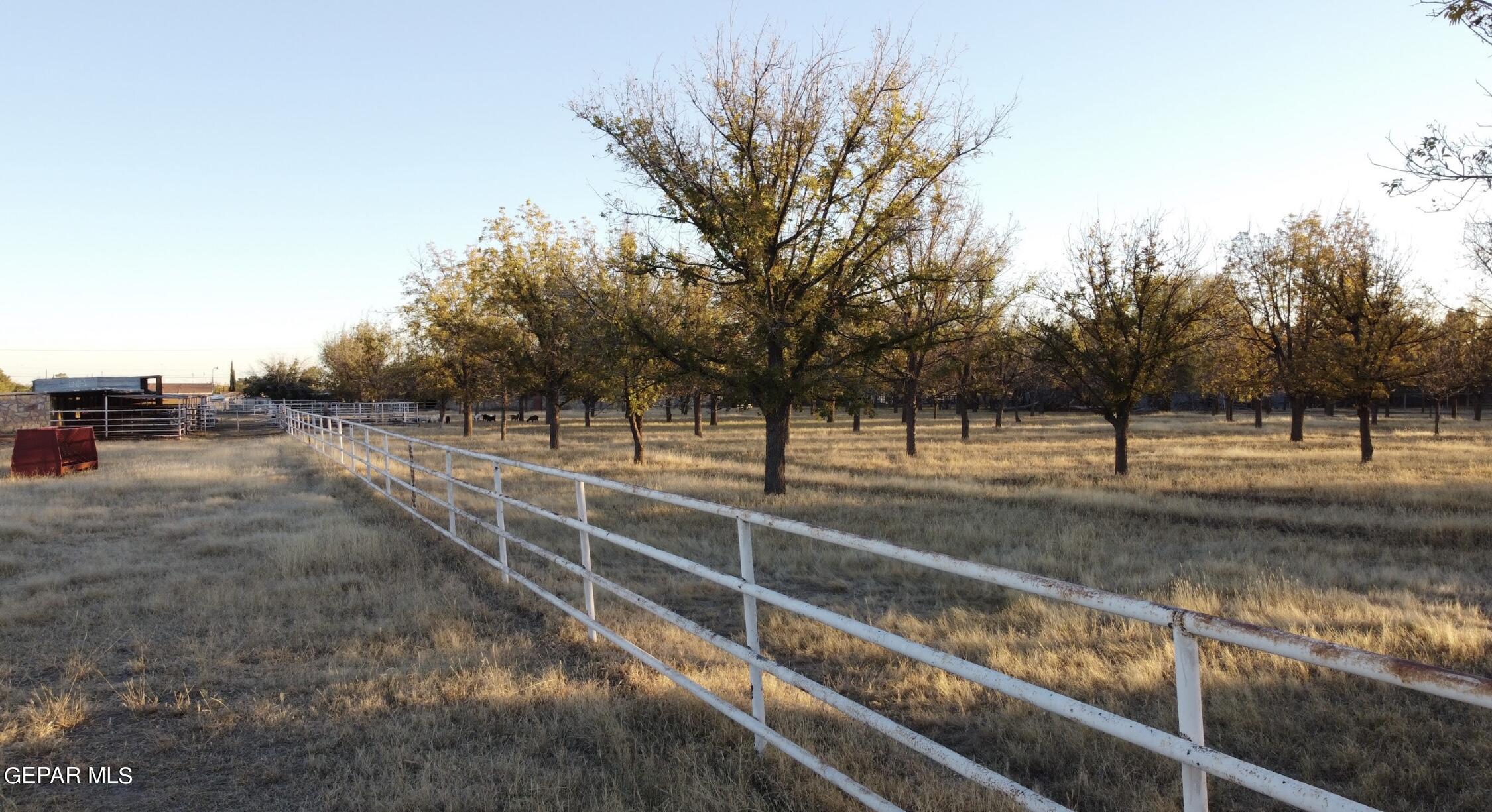 875 Le Barron Road El Paso, TX 79907 - Photo 13 of 15 a view of a backyard with trees