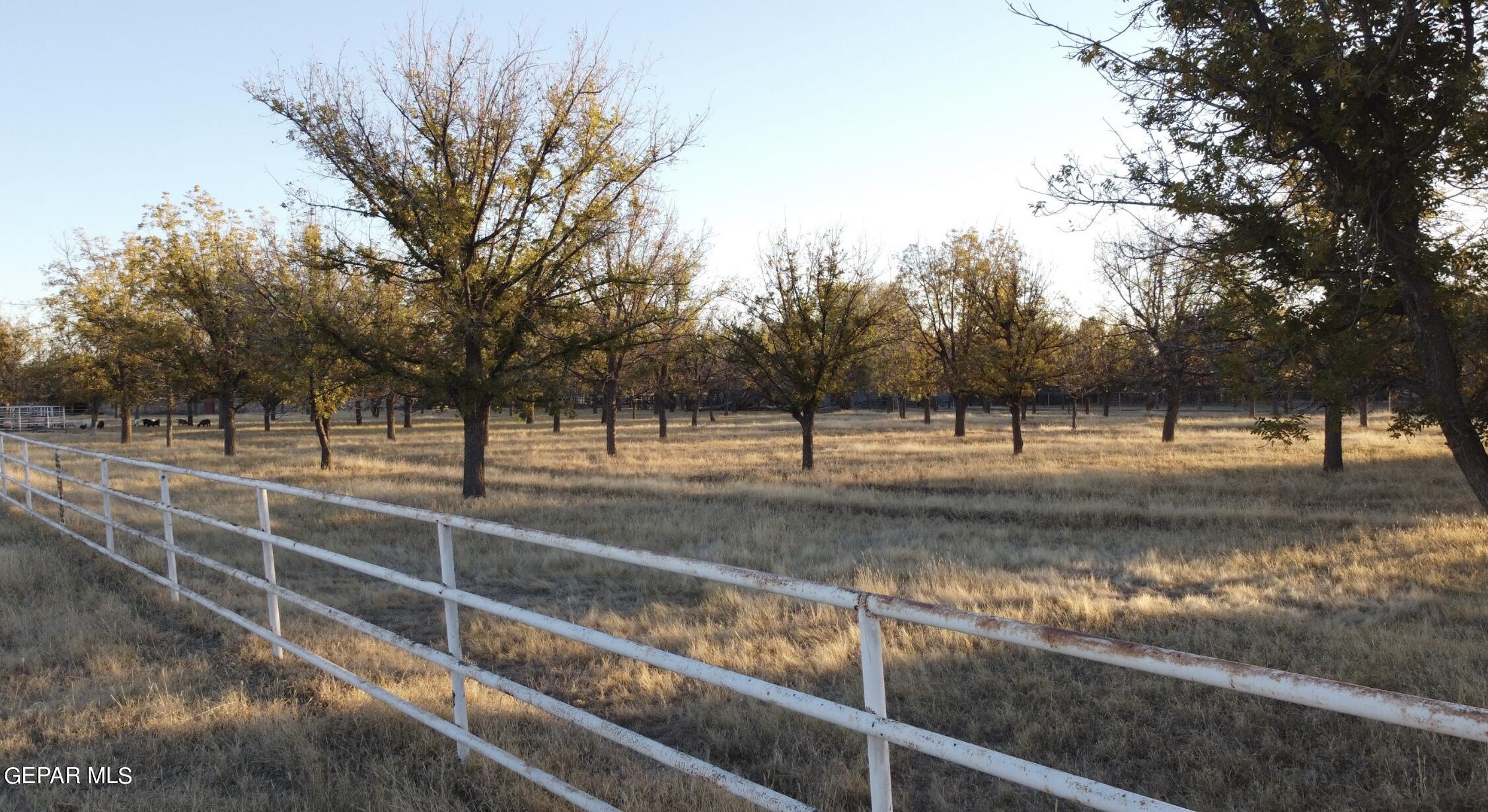 875 Le Barron Road El Paso, TX 79907 - Photo 14 of 15 a view of a forest with trees