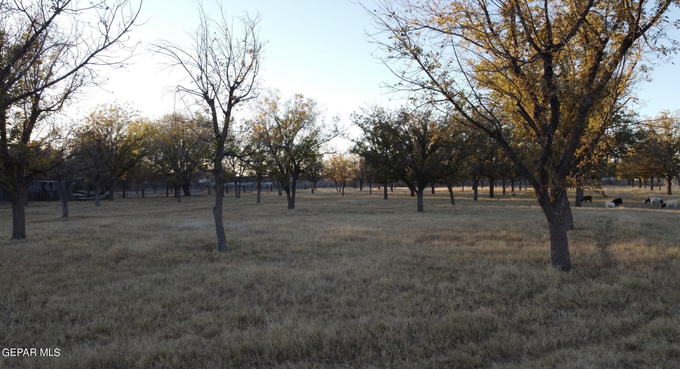 875 Le Barron Road El Paso, TX 79907 - Photo 15 of 15 a view of outdoor space with trees