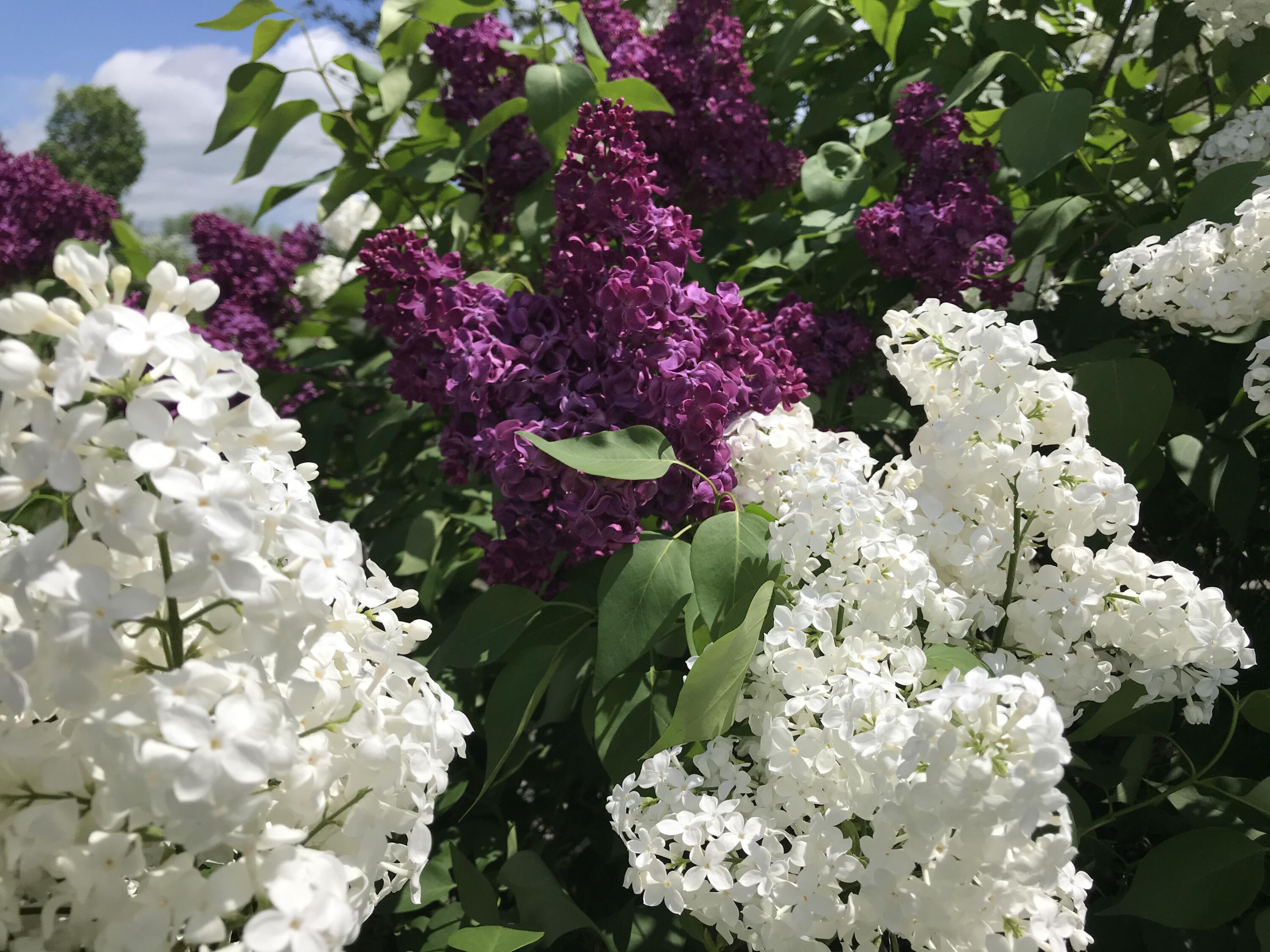 1242 Clinton Avenue Waterville, ME 04901 - Photo 49 of 69 Flower Garden