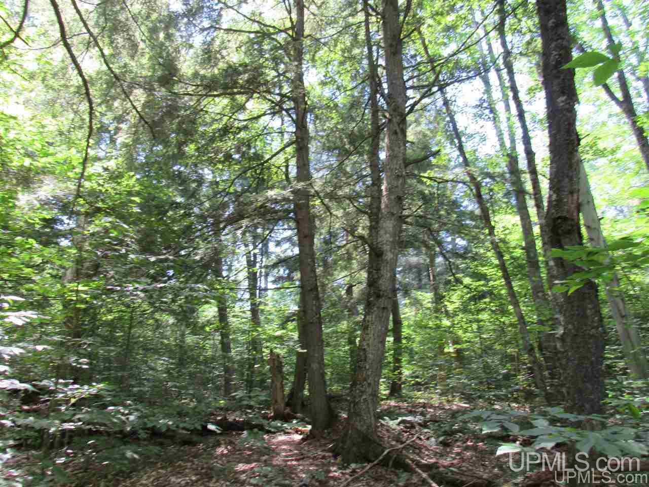 2804-acres Co Rd 442 McMillan, MI 49853 - Photo 21 of 48