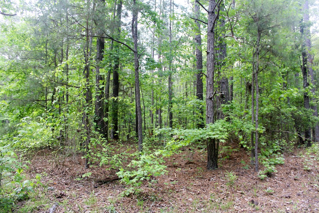 0 Mount Carmel Road Newnan, GA 30263 - Photo 2 of 6 Gallery Image 2