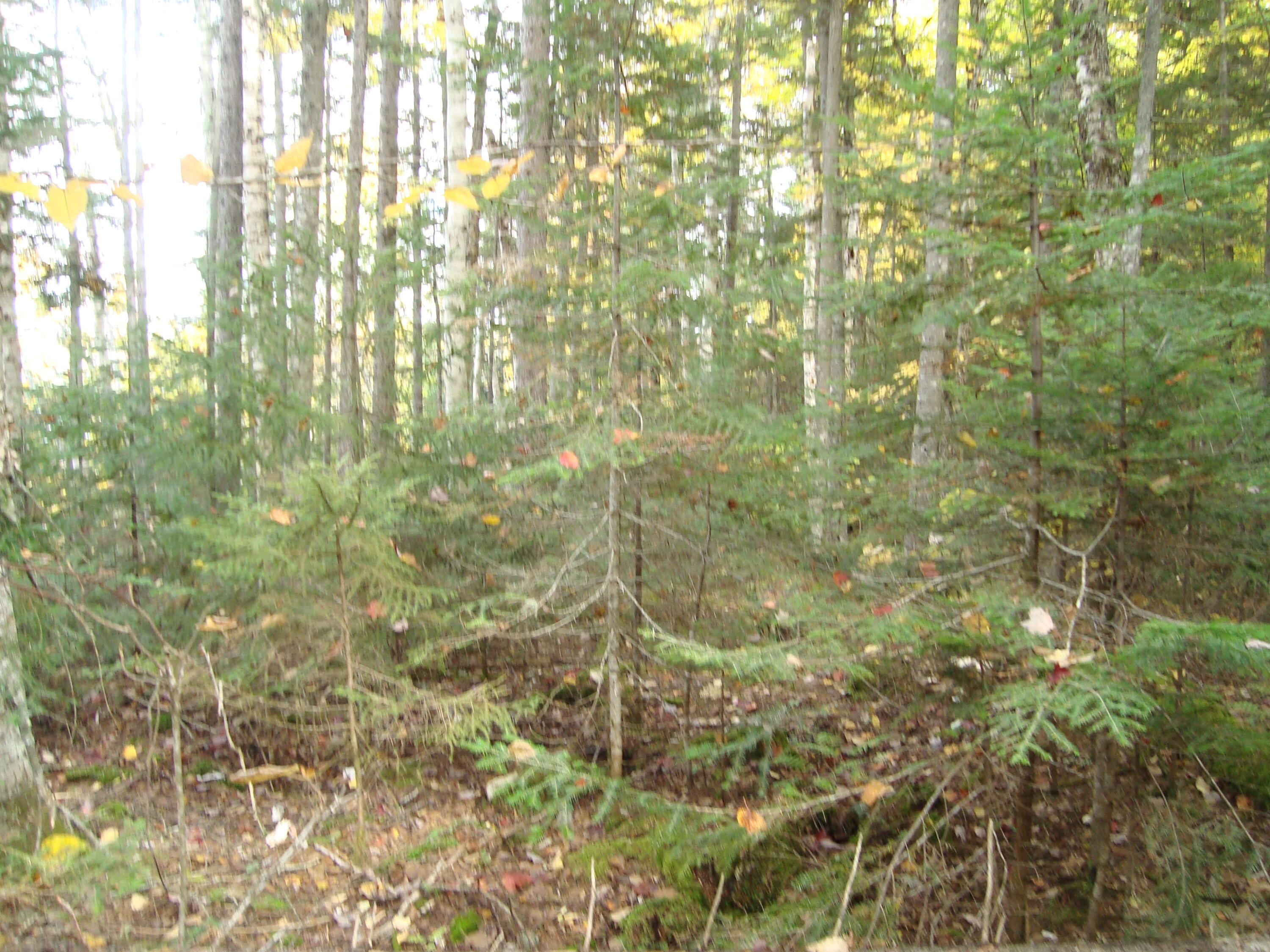 M2-l7 M2-l7 Parmachenee Road Oquossoc, ME 04964 - Photo 8 of 20 8_Parmachenee_SS