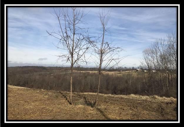 3263 Carmel Bathamia Road Thurman, OH 45685 - Photo 6 of 18