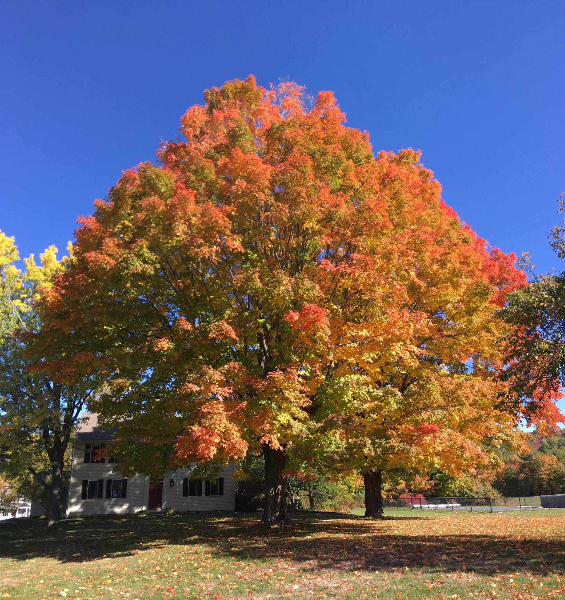 5 Old Manchester Road Amherst, NH 03031 - Photo 49 of 57