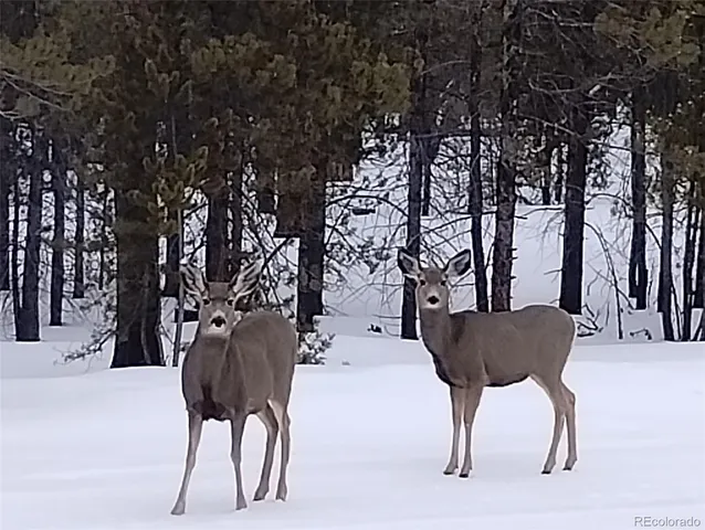 a view of backyard and trees