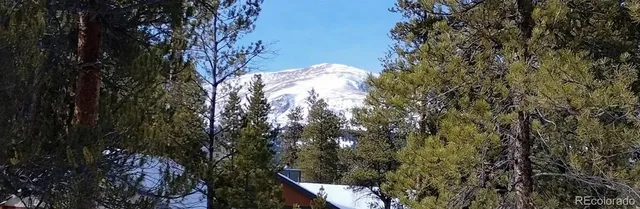 a view of a tree in a forest