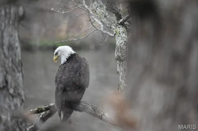 $325,000 | 66 Lake Lawrence Lane, Troy, MO 63379