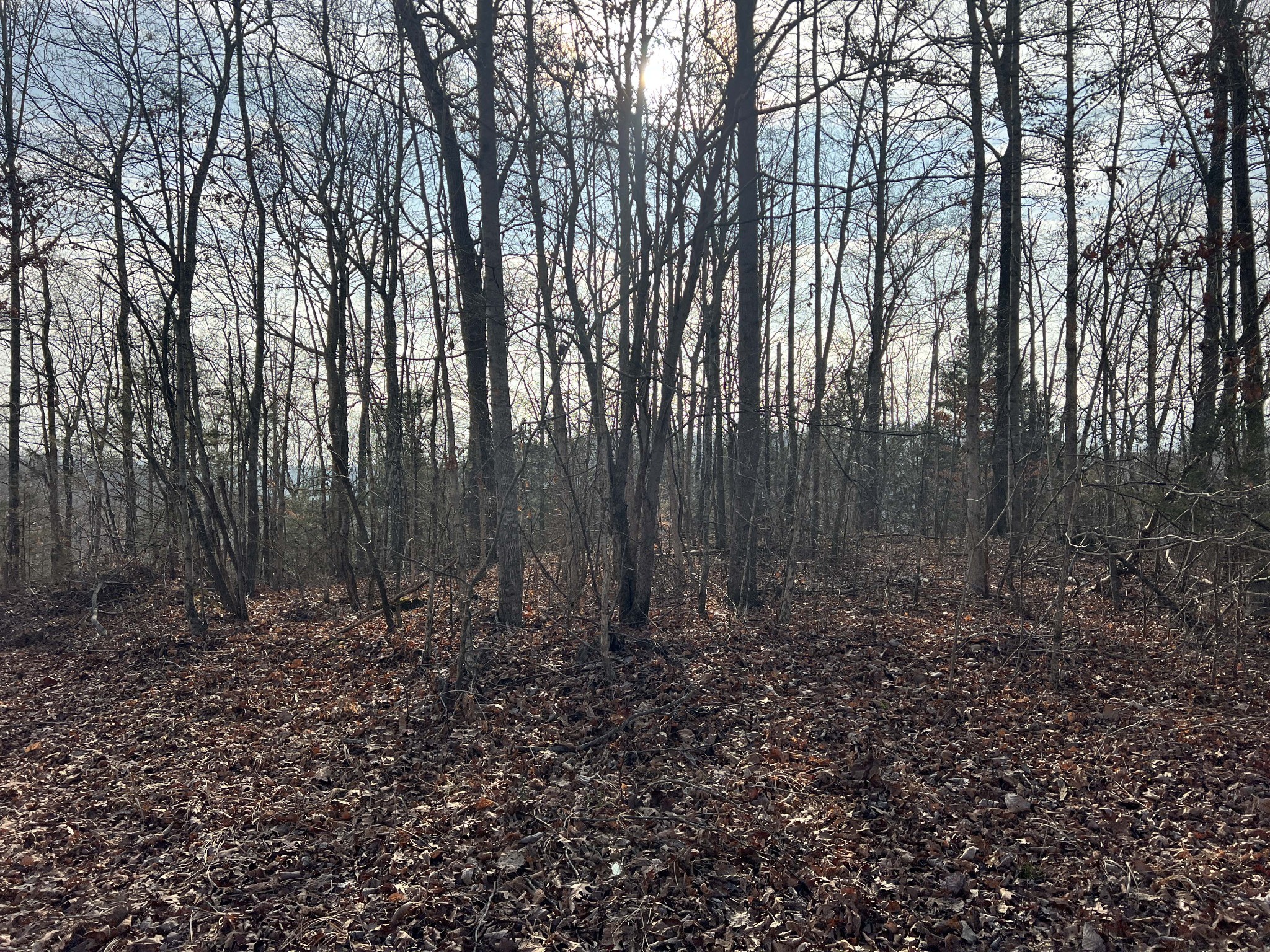 0 Colepin Ridge Road Celina, TN 38551 - Photo 3 of 8 a view of backyard with green space