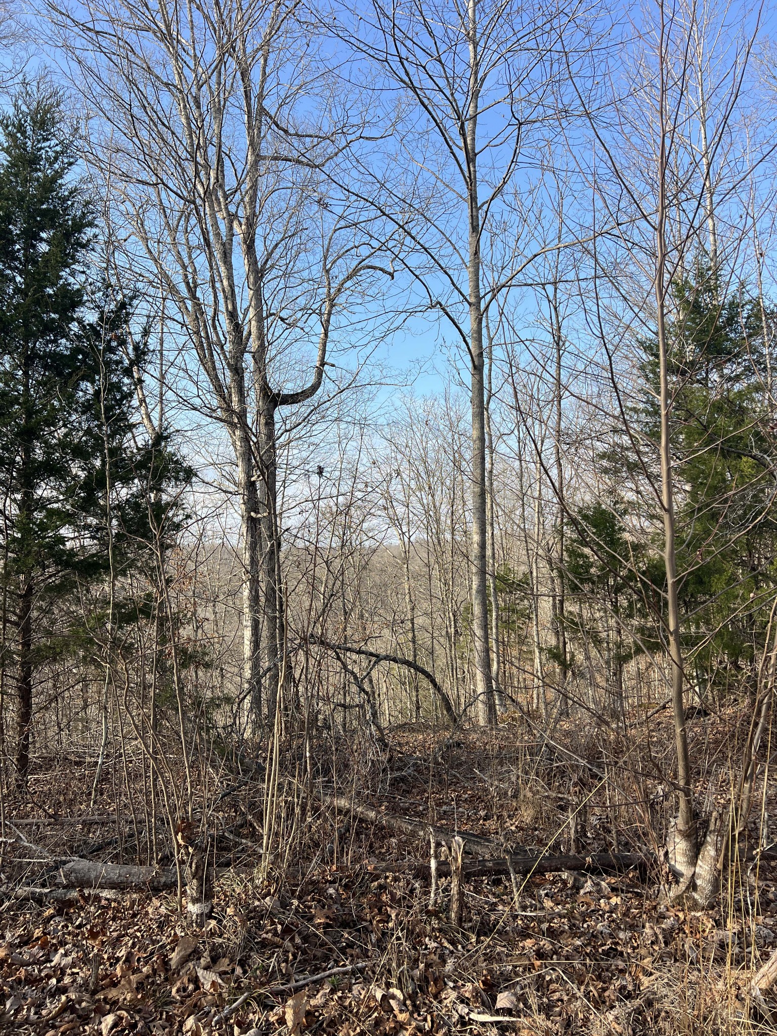 0 Colepin Ridge Road Celina, TN 38551 - Photo 7 of 8 a view of a yard