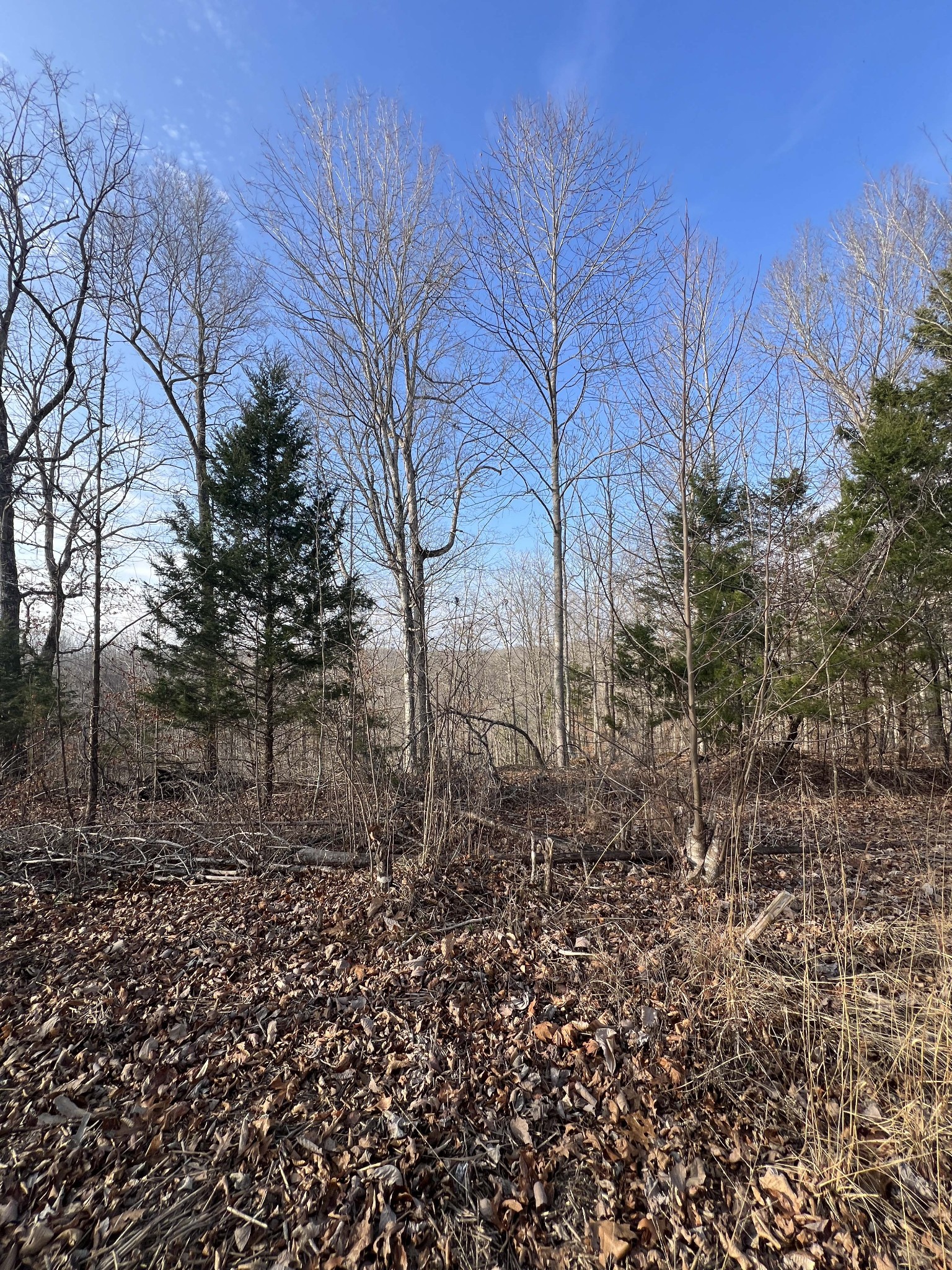 0 Colepin Ridge Road Celina, TN 38551 - Photo 8 of 8 a view of a yard