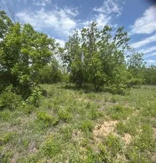 a view of a bunch of trees