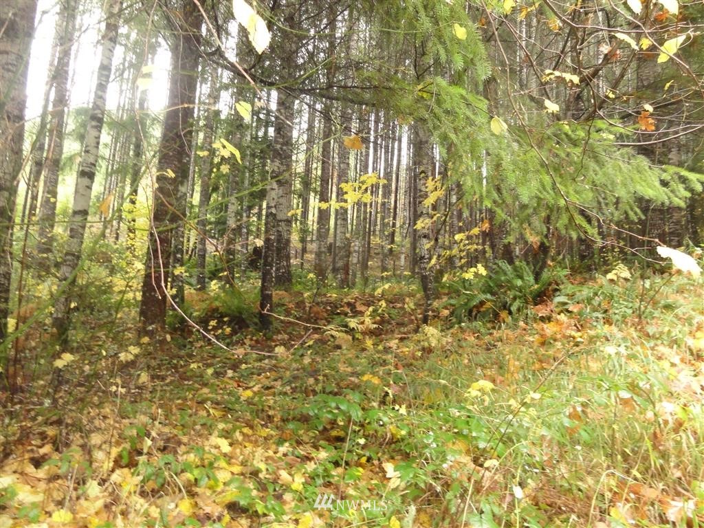 0 Carr Road Randle, WA 98377 - Photo 2 of 9 Gallery Image 2