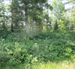 Lot 1 State Road Couderay, WI 54828 - Photo 6 of 6