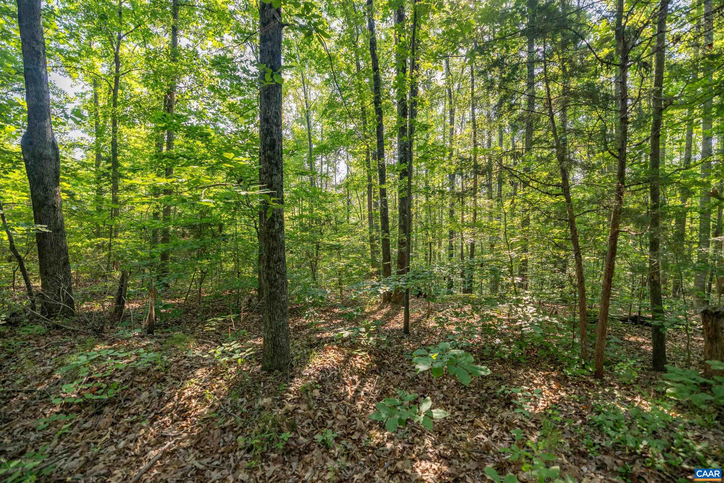 Lot 1 Stag Road Bremo Bluff, VA 23022 - Photo 7 of 21 a view of forest