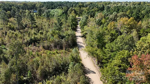 a view of a forest with a tree