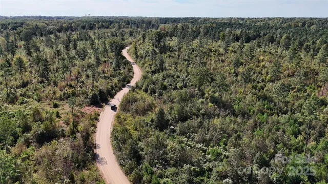 a view of a forest with a street