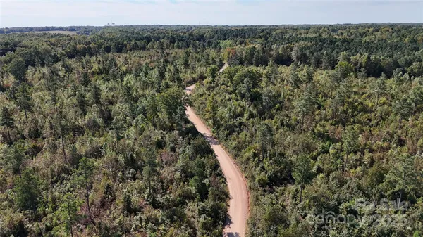 a view of a forest with a tree