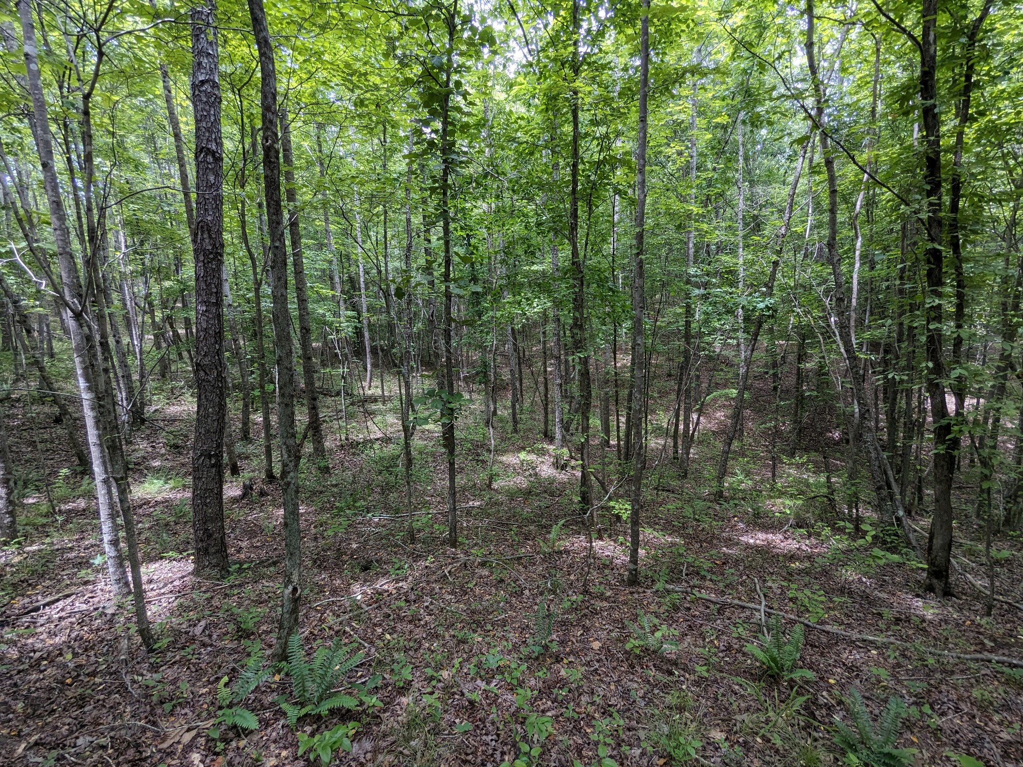 0 Cane Creek Road Hohenwald, TN 38462 - Photo 2 of 20 Gallery Image 2