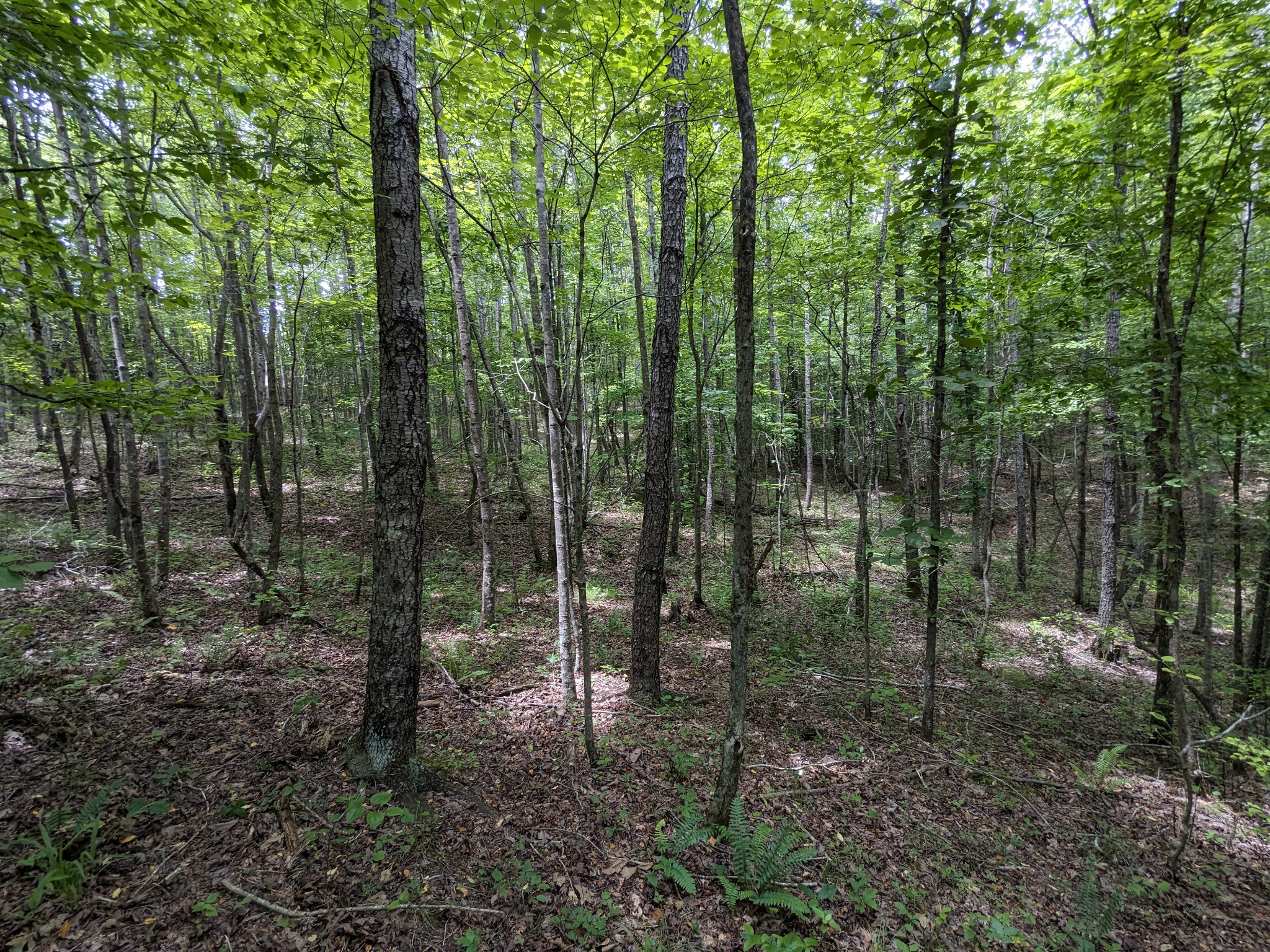 0 Cane Creek Road Hohenwald, TN 38462 - Photo 3 of 20 Gallery Image 3