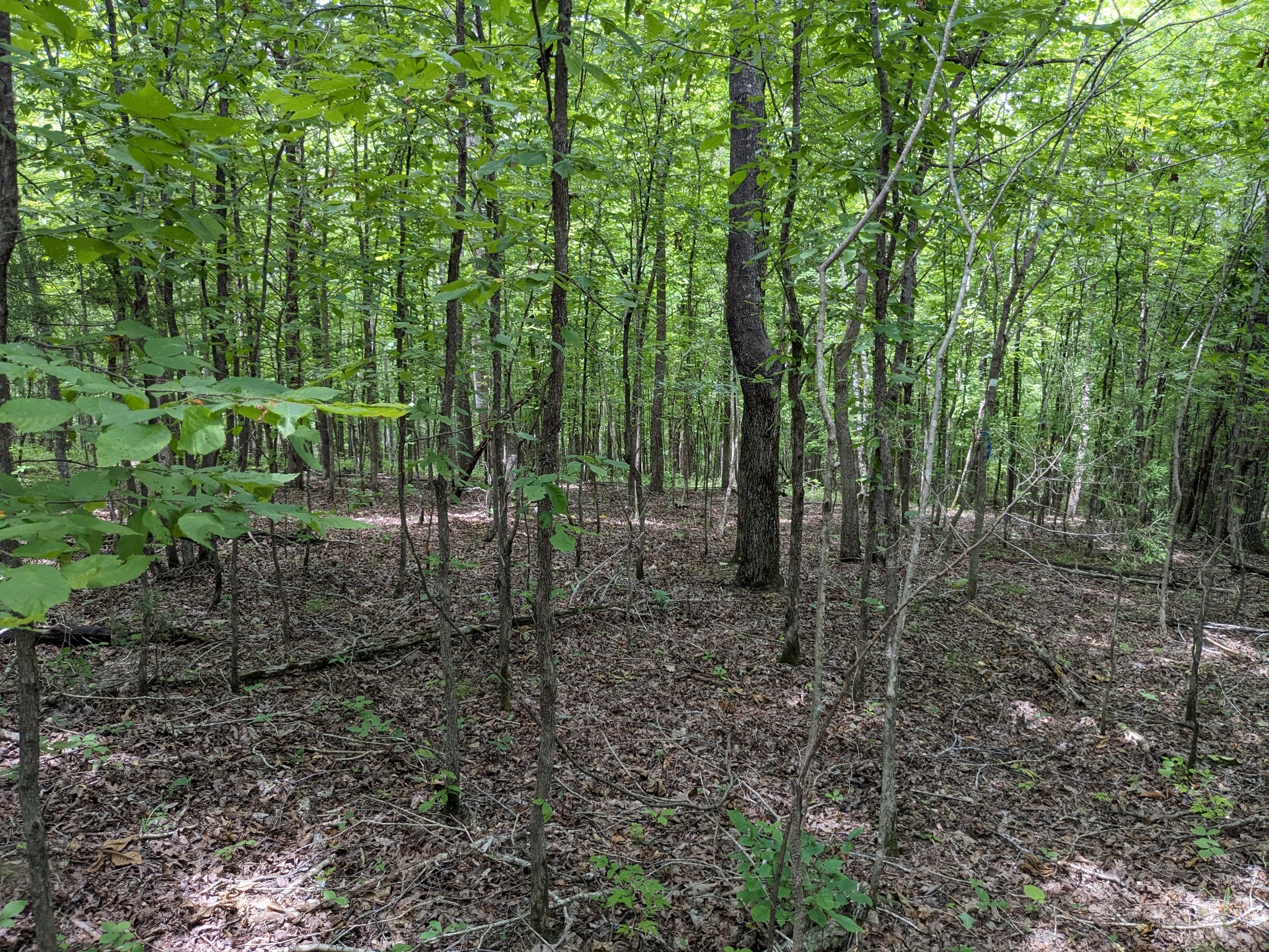 0 Cane Creek Road Hohenwald, TN 38462 - Photo 4 of 20 Gallery Image 4