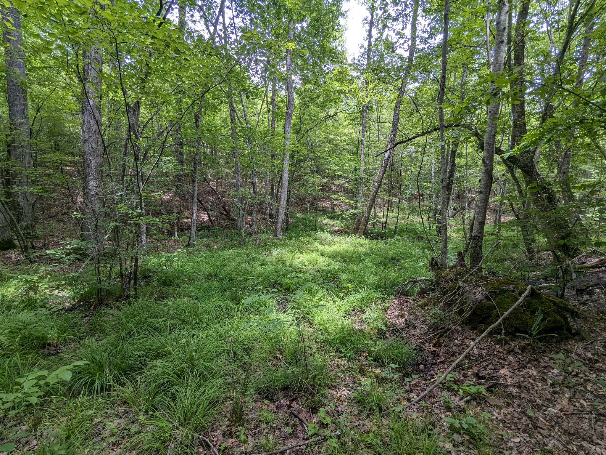 0 Cane Creek Road Hohenwald, TN 38462 - Photo 5 of 20 Gallery Image 5