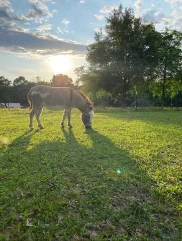 $674,000 | 1663 Southside Road, Southside, TN 37171