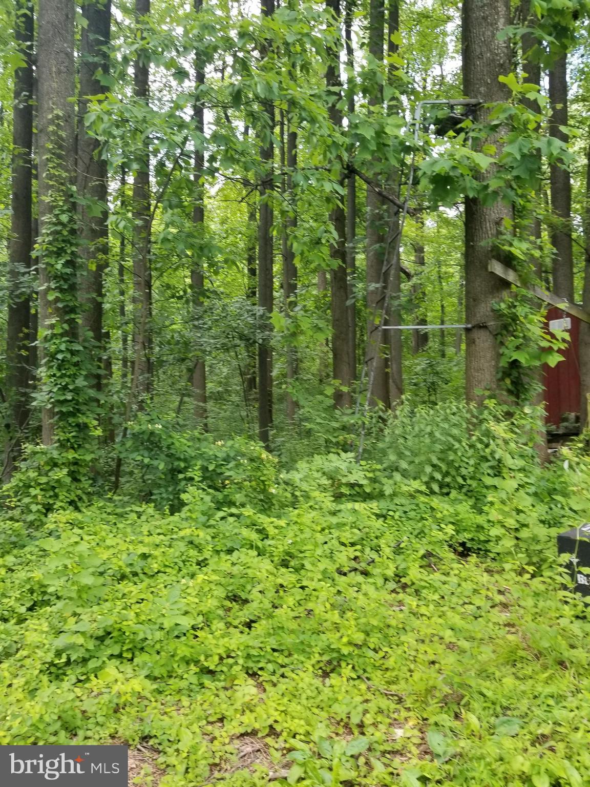 236 Sunset Hill Road Boyertown, PA 19512 - Photo 27 of 60 wooded backyard