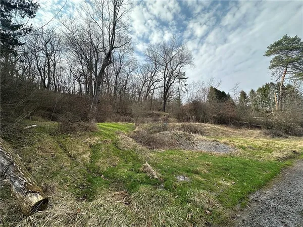 a view of a yard with large trees