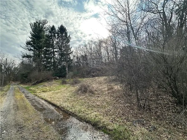 a view of a yard with large trees
