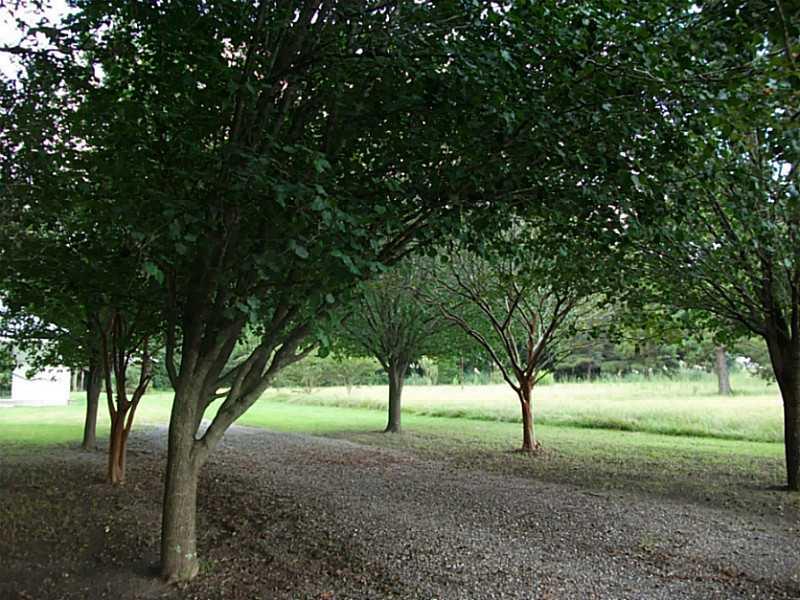 42134 West Yellow Water Road Hammond, LA 70403 - Photo 9 of 24 Gallery Image 9