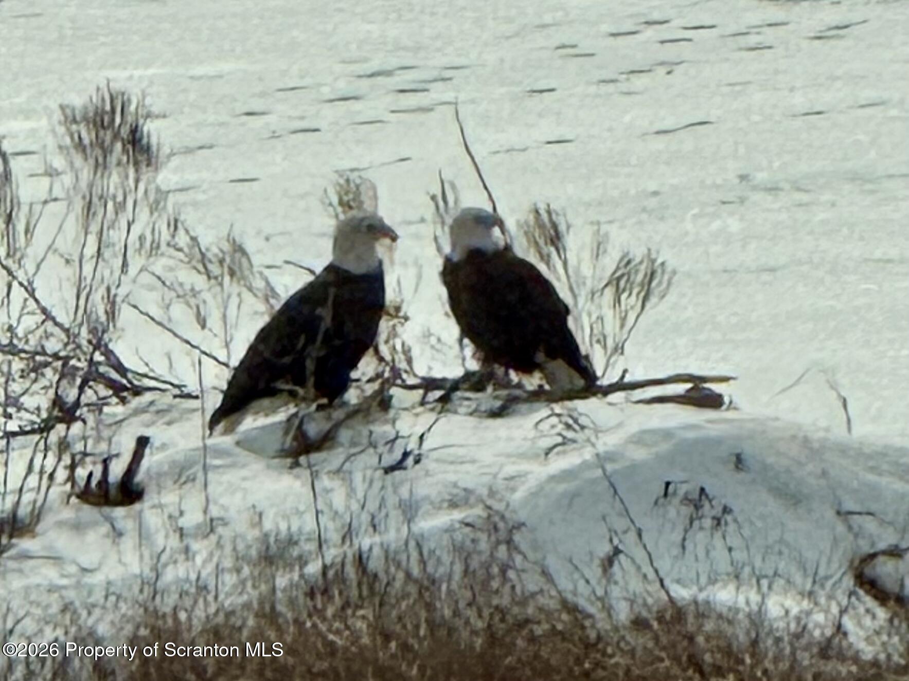 242 Shore Drive Hop Bottom, PA 18824 - Photo 5 of 118 Eagles at the property
