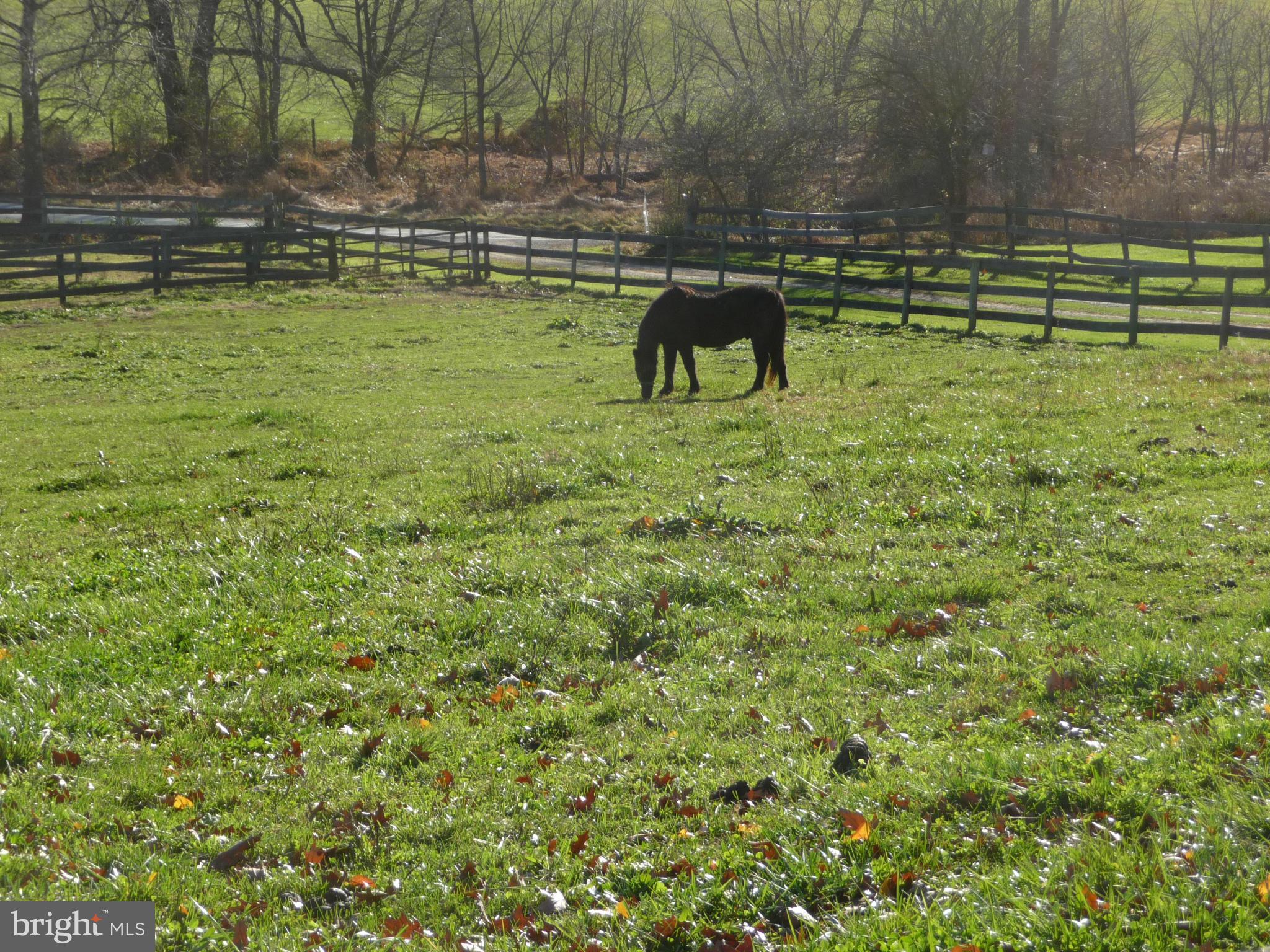 38472 Nixon Road Purcellville, VA 20132 - Photo 10 of 10 Come for a visit and make a new friend today!