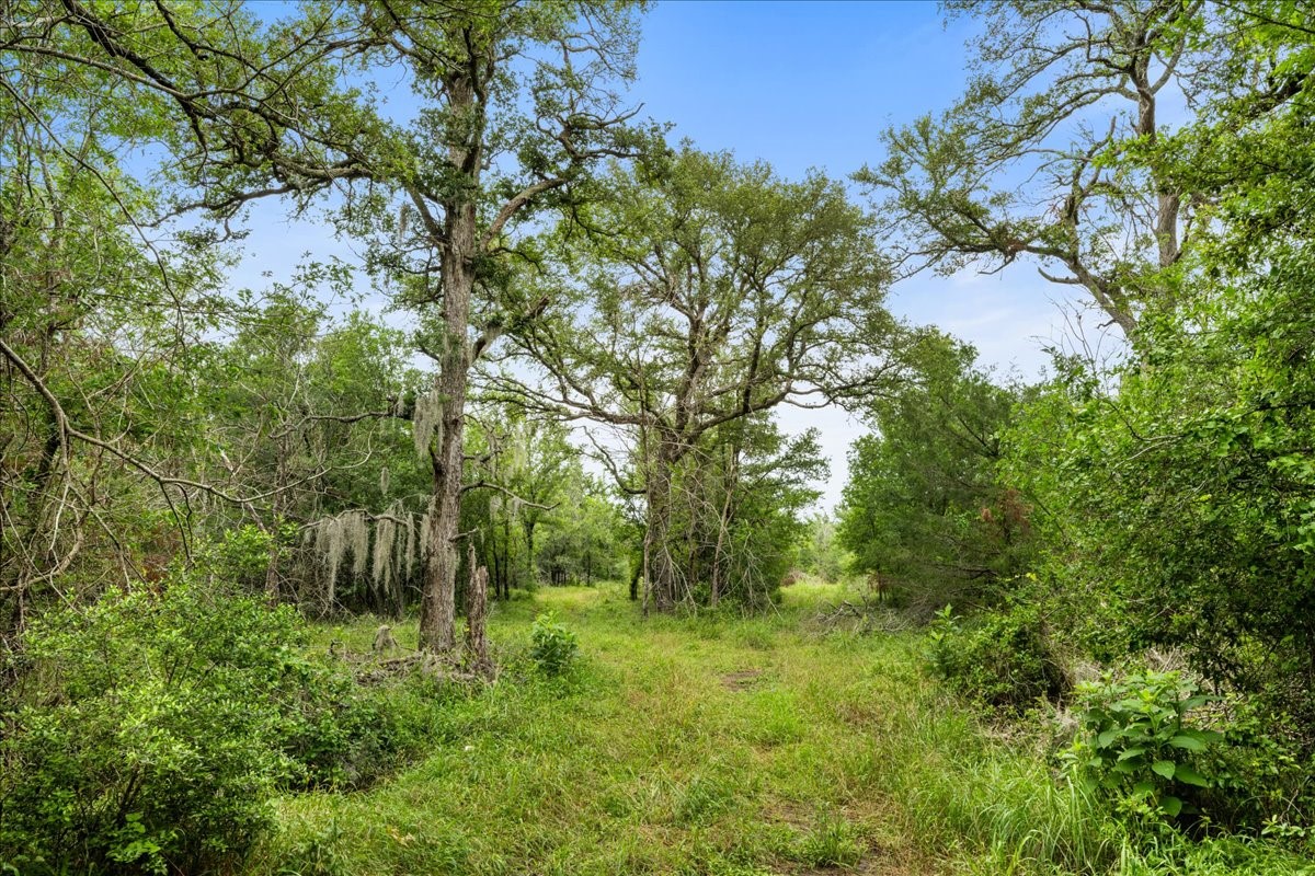 288 Charcoal Road Rosanky, TX 78953 - Photo 20 of 23 a view of outdoor space and green space