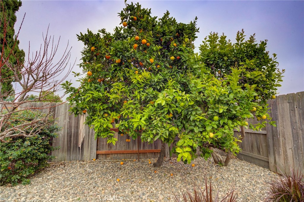 330 Stagecoach Road Arroyo Grande, CA 93420 - Photo 45 of 60 Two avocado trees