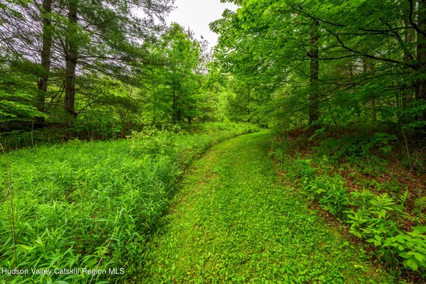 a view of a lush green forest