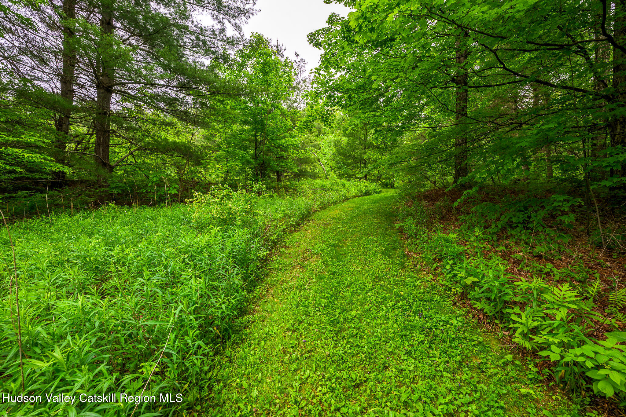 75 Upper Hollow Road Austerlitz, NY 12529 - Photo 11 of 21 a view of a lush green forest