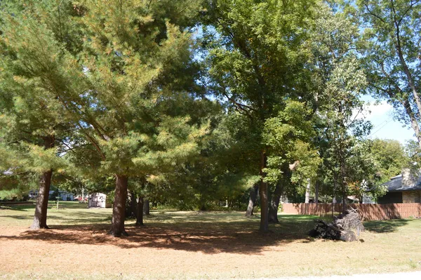 a tree in the middle of a yard