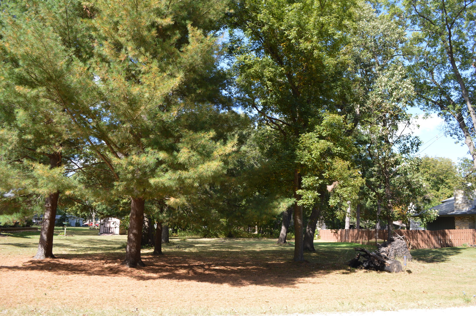 a tree in the middle of a yard