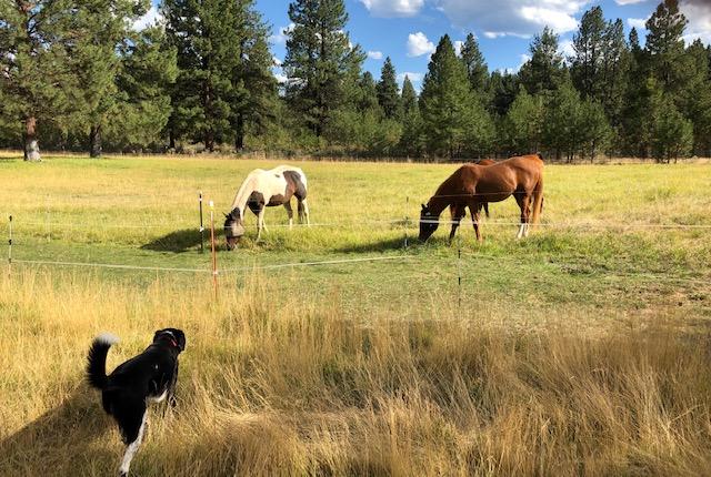 21385 Back Alley Road Bend, OR 97702 - Photo 10 of 23 IMG_0924