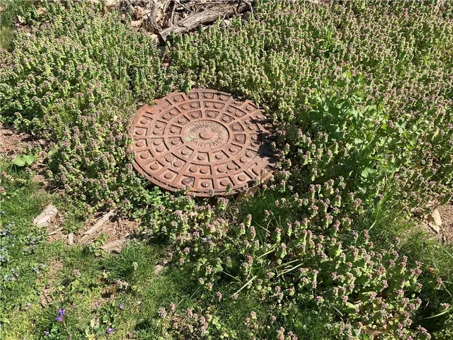 a view of a tree in a yard