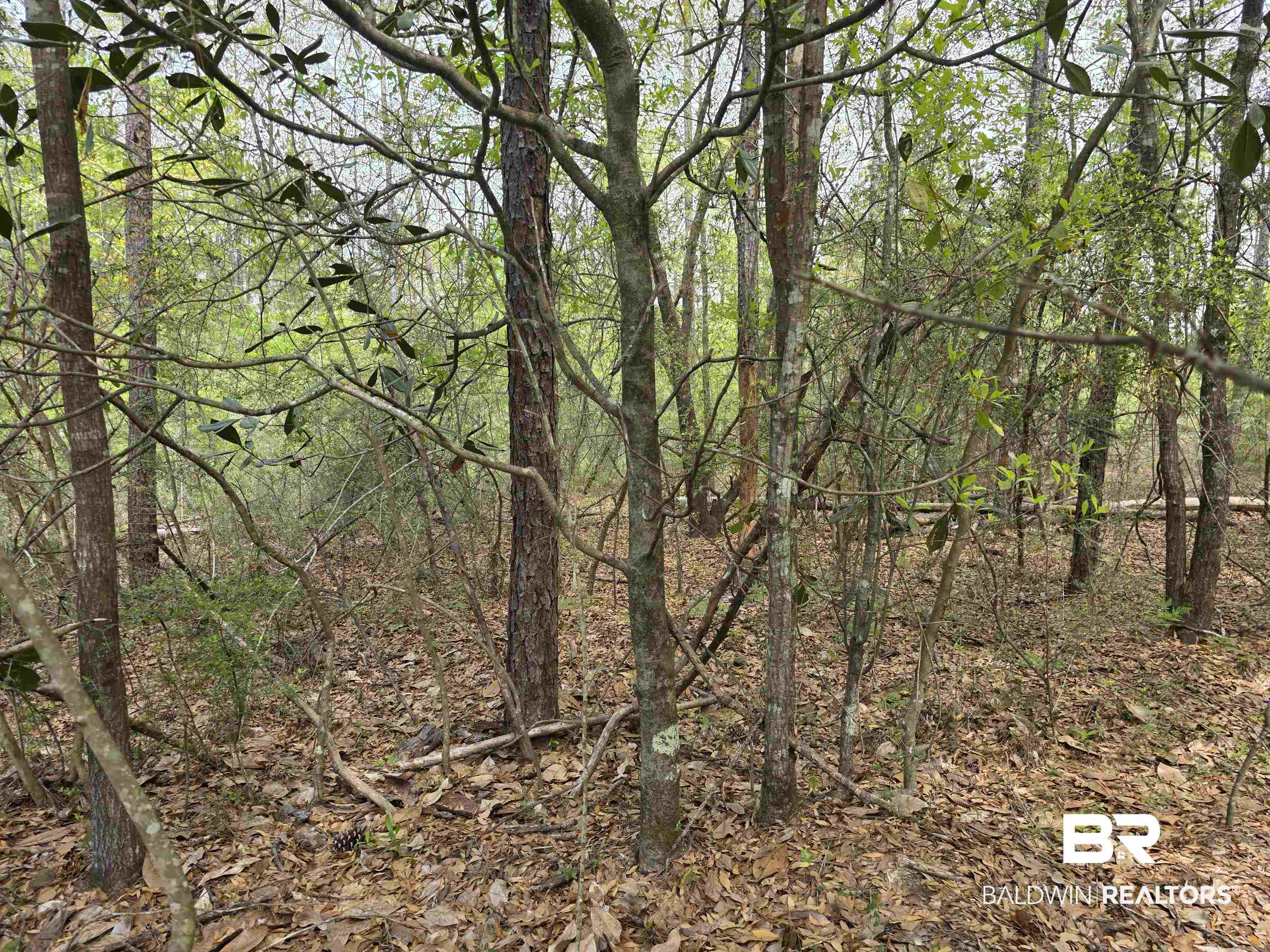 12287 Red Hill Rd Extension Bay Minette, AL 36507 - Photo 3 of 10 View of woods