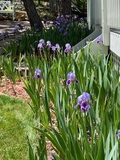435 East Woodmen Road Colorado Springs, CO 80919 - Photo 44 of 50 a view of a flower in a garden