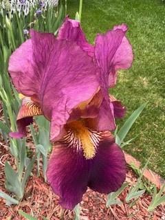 435 East Woodmen Road Colorado Springs, CO 80919 - Photo 46 of 50 a view of a yard